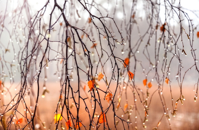 sky, focus on foreground, tranquility, fall, bare tree, low angle view, close-up, outdoors, nature, dead plant, selective focus, day, winter, plant, water