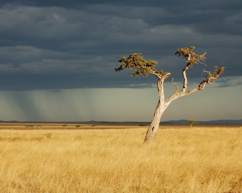 day, dry, plant, savanna, growth, habitat, scenics - nature, daytime, landscape, safari, nature, no people, storm, natural, tree, field, grass, tranquility