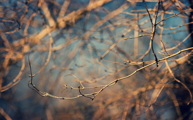 tree, brown, sunlight, tranquility, branch, nature, dead plant, dry, dried plant, no people, bare tree, selective focus, twigs, beauty in nature, plant