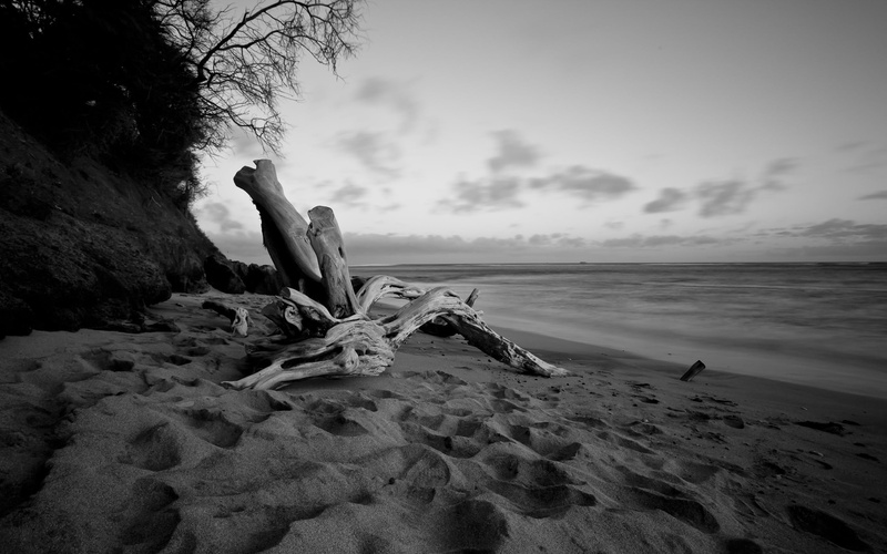 plant, sand, beach, cloud - sky, horizon over water, water, sea, nature, driftwood, scenics - nature, monochrome, gray, tree, land, horizon, tranquility