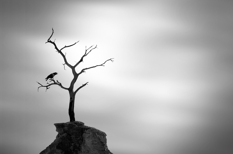 scenics - nature, branch, tree trunk, sky, tree, no people, animals, bare tree, photography, plant, 1080P, spooky, dry, focus on foreground, close-up