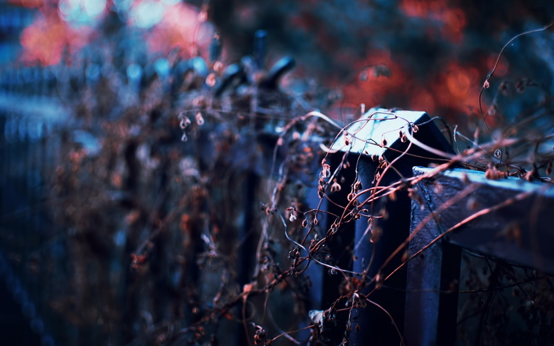 no people, fence, branch, twig, plant, tree, leaf, nature, growth, dead plant, autumn, selective focus, plant part, leaves, close-up, beauty in nature