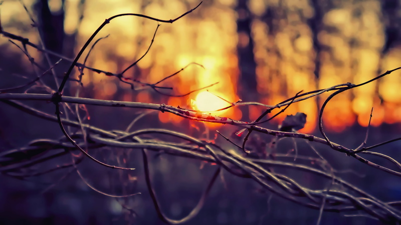 selective focus, plant stem, dead plant, beauty in nature, focus on foreground, plant, orange color, close-up, 4K, tranquility, tree, sunset, depth of field
