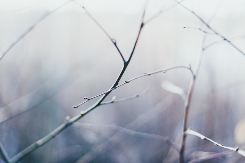 day, tree, selective focus, plant, bare tree, winter, no people, dead plant, beauty in nature, focus on foreground, snow, branch, dry, close-up, twig, growth
