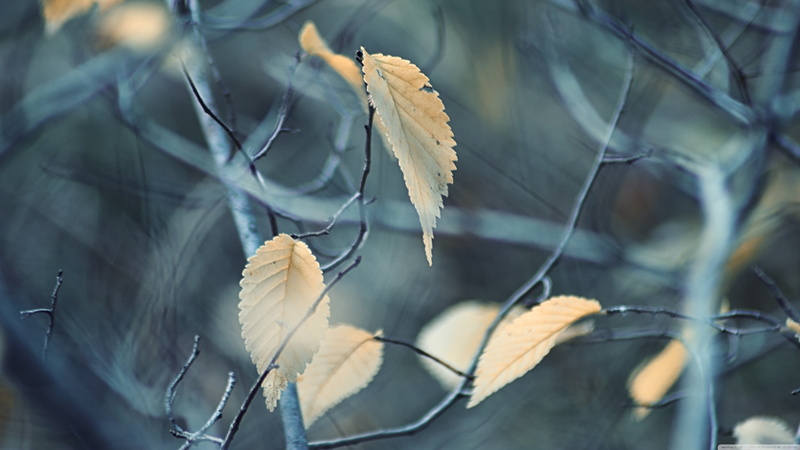 plant, branch, plants, outdoors, selective focus, yellow, beauty in nature, dry, focus on foreground, nature, no people, plant part, leaf, leaves, day