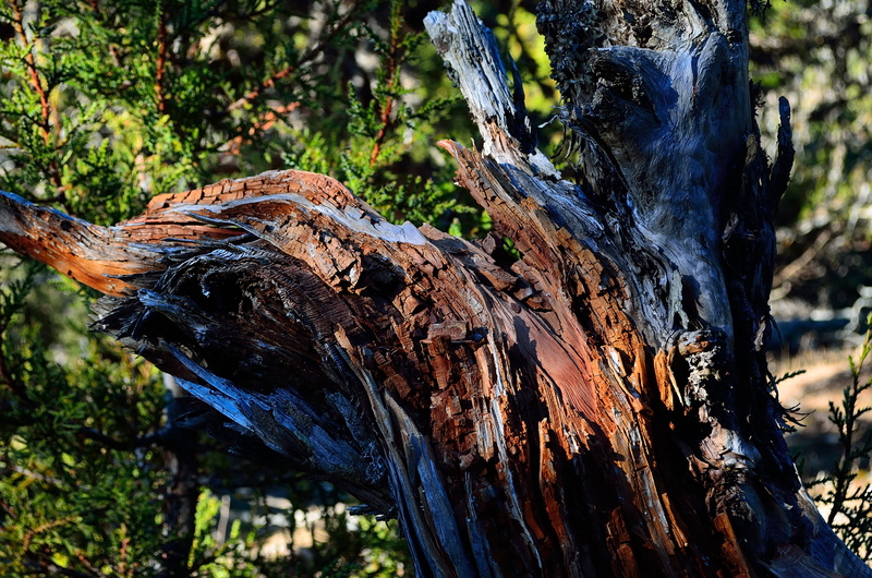 animal themes, outdoors, animal, wood, focus on foreground, nature, 4K, plant, growth, trunk, no people, day, fallen tree, bark, animals in the wild, tree trunk