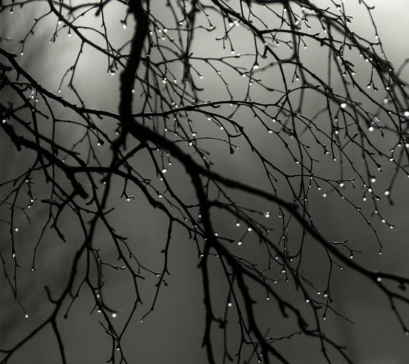 low angle view, close-up, growth, bare tree, nature, no people, twig, beauty in nature, tree, dead plant, dusk, tranquility, branch, sky, focus on foreground
