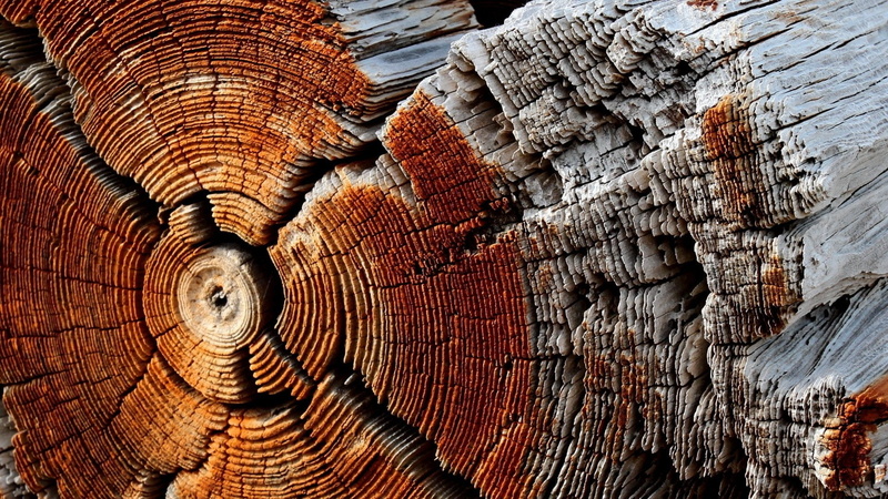 1080P, dry, wooden surface, trees, texture, pattern, wood, dead trees, circle, nature