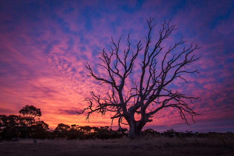 wood, tree, blue, dawn, sky, old, 1080P, Sunset, pink, dead, dusk