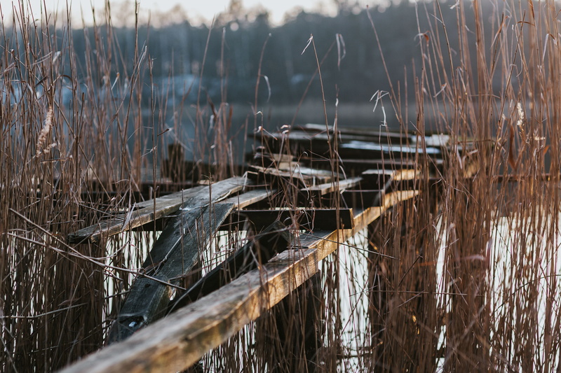 winter, outdoors, no people, nature, tree, plant, growth, dry, close-up, lake, day, river, walk, swan, tranquility, grass, water, selective focus, by the lake
