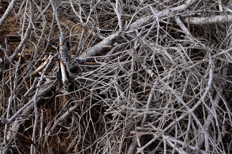 outdoors, woodpile, pile, tree branches, woods, beauty in nature, debris, tree, deforestation, broken, grey, dry branches, tranquility, bare tree, root