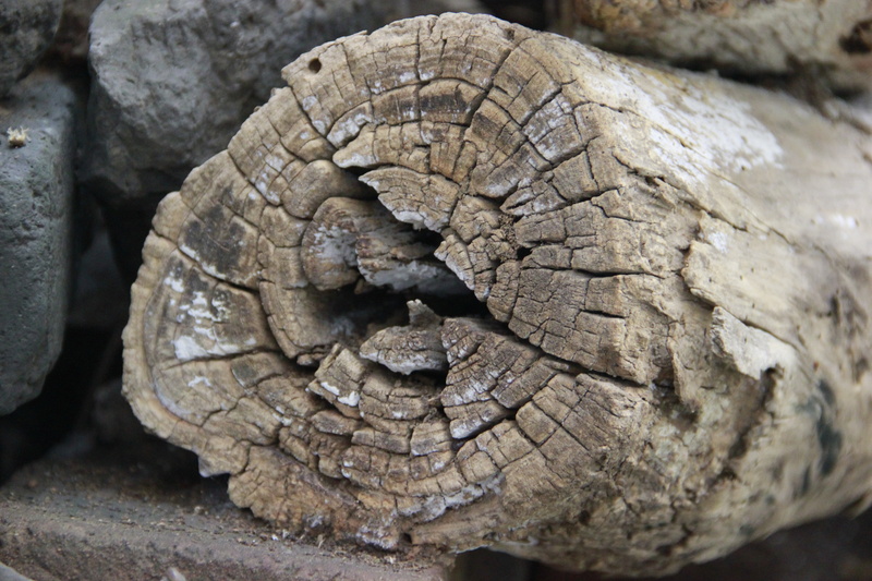 dead wood, deadwood, ring, close-up, animal skin, crack, focus on foreground, animal body part, african elephant, trees, day, trunk, elephant, outdoors