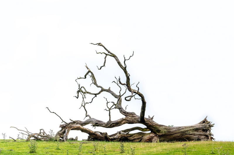 wood - material, old, wood, tranquility, trunk, 1080P, sky, land, wooden, day, tree trunk, branch, driftwood, tree, grass, isolated, branches, bare tree