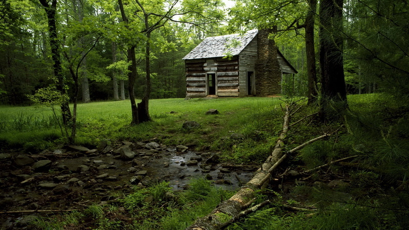absence, edge, non-Urban Scene, woodland, land, water, broken, wood - Material, growth, glade, architecture And Buildings, forest, plant, scenics, residential district