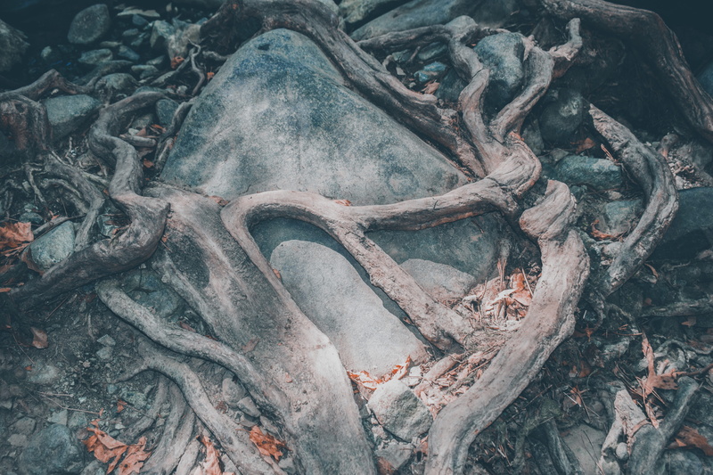 day, tranquility, roots, rock, wood - material, backgrounds, hug, land, tree trunk, dead plant, nature, plant, 5K, dry, plant part, tree, full frame, root