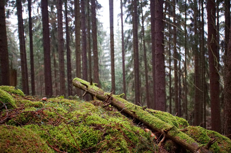 nature, trunk, pine woodland, non-urban scene, tribe, wood, woodland, forest, land, autumn, green color, tree, rainforest, growth, plant, beauty in nature