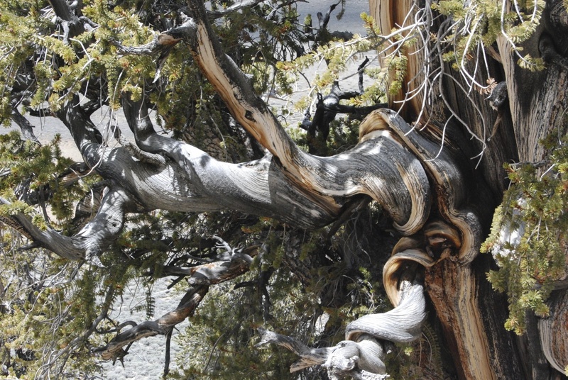 sierras, outdoors, oldest, dead plant, nature, representation, no people, land, tranquility, bristlecone pine, tree trunk, growth, plant part, wood - material