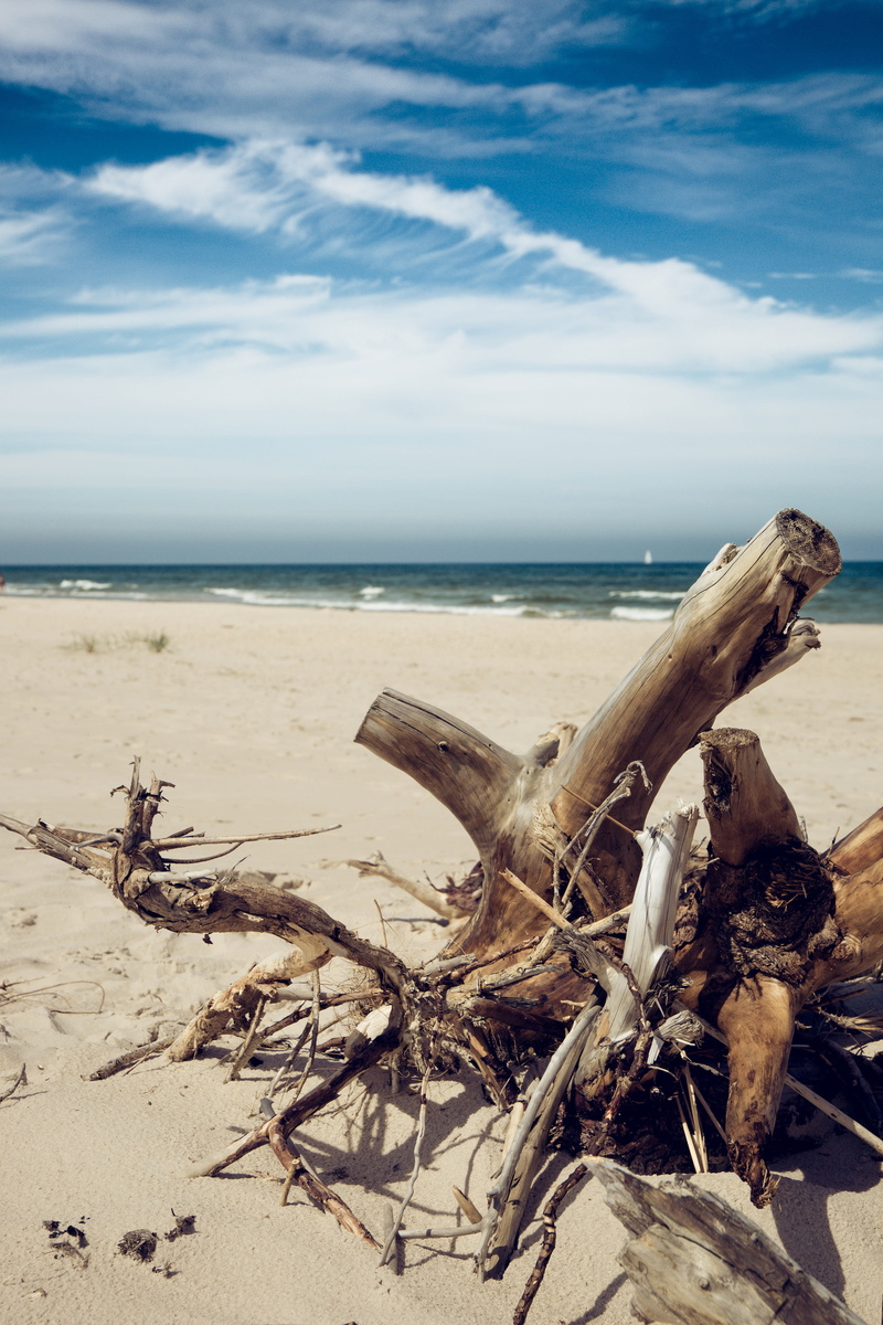 horizon over water, no people, wood, cloud - sky, sand, tree, 5K, poland, driftwood, land, horizon, scenics - nature, tranquil scene, day, bałtyk, dead plant