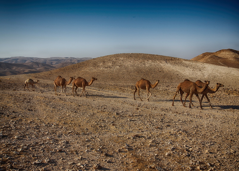 dead, scenics - nature, extreme, vacation, geological, canyon, negev, sandstone, livestock, group of animals, environment, domestic, sand, herd, stone