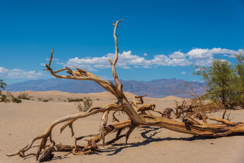 climate, beauty in nature, bare, dead tree, death valley, vegetation, day, no people, bleached tree, soil, united states, driftwood, cailfornia, tranquil scene