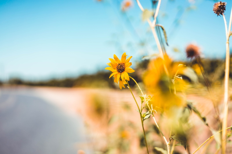 daisies, flowering plant, summer, sunflower, fragility, growth, yellow, flower head, freshness, day, field, no people, focus on foreground, shore, photography