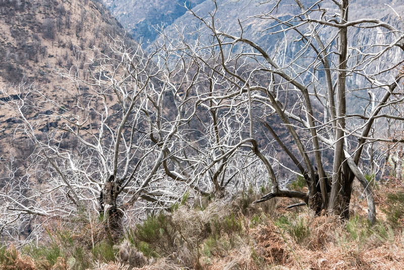beauty in nature, trees, day, mountain, landscape, tranquil scene, slope, scenics - nature, plant, coniferous tree, land, arid climate, environment, nature