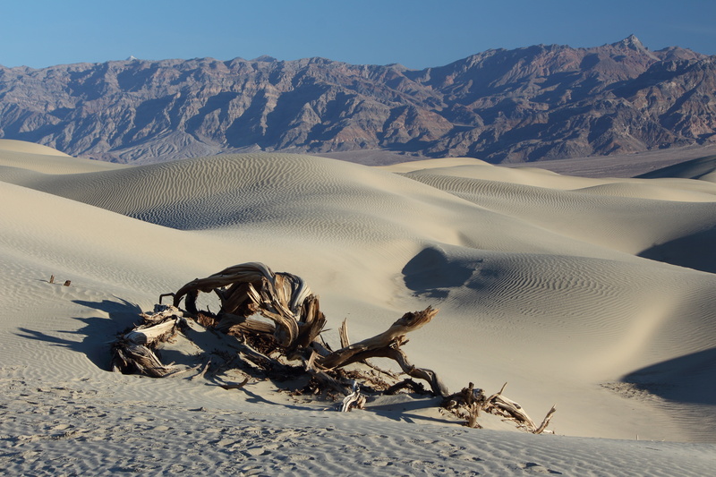 non-urban scene, sand, nature, dead, arid, day, mountain range, tranquil scene, death valley, tranquility, landscape, tree, arid climate, sand dunes, outdoors
