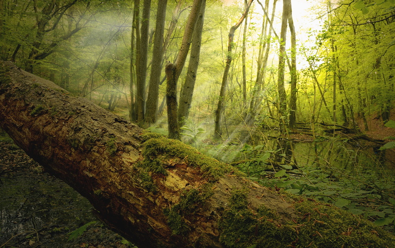 no people, incidence of light, nature, green color, log, tranquility, tree trunk, trunk, tranquil scene, moss, forest, non-urban scene, day, trees, schlaube valley