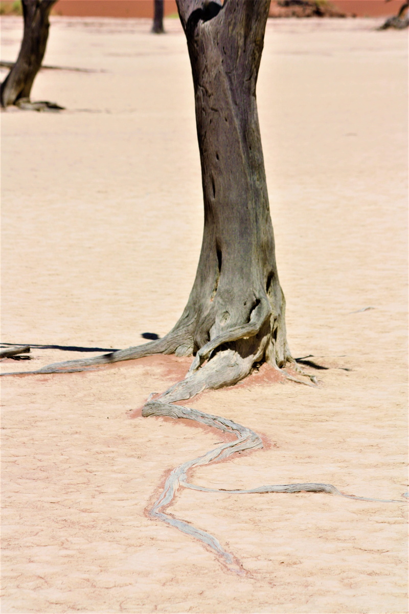 focus on foreground, climate, desert, dead, nature, field, photos, mobile, dead vlei, bark, close-up, tree trunk, wood - material, trunk, arid