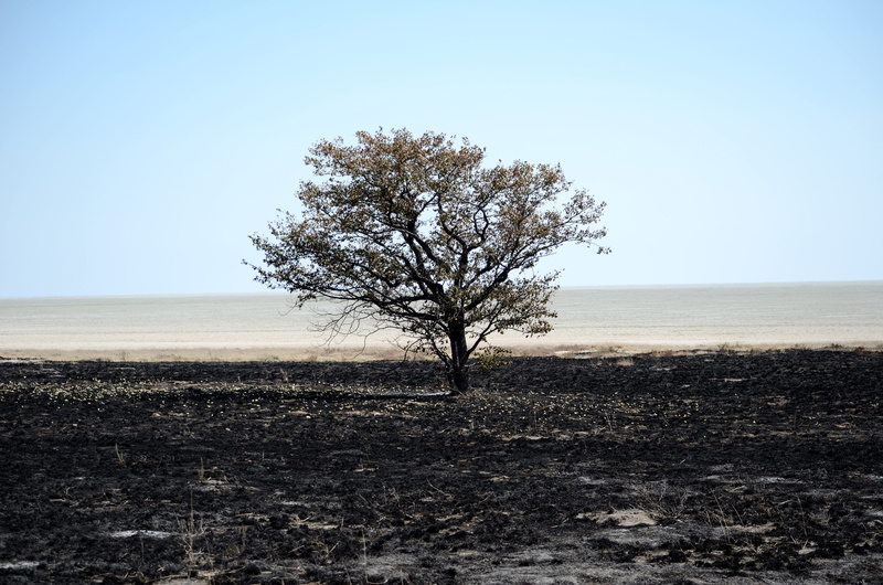 no people, outdoors, dead vlei, tranquil scene, field, africa, namibia, scenics, loneliness, blue, wide, death, heat, land, non-urban scene, leaf, remote