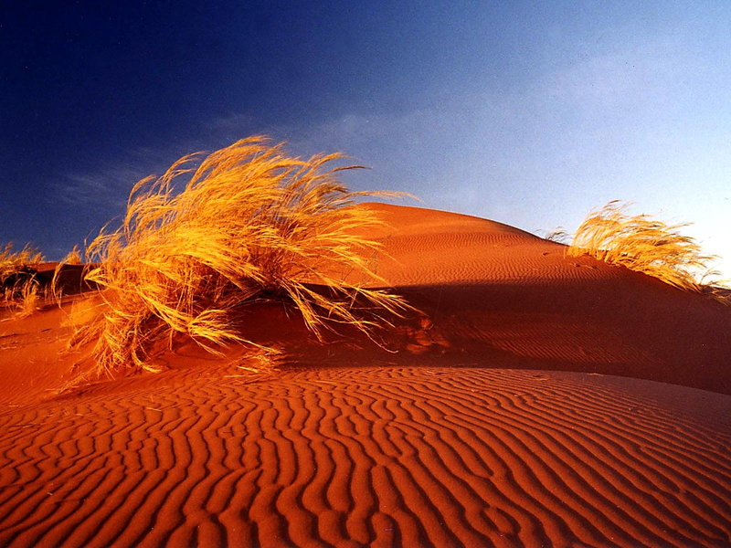 dunes, africa, deserts, desert, 720P, bushes, namib, sand