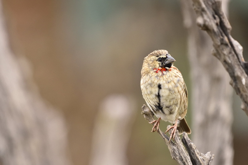 wildlife, selective, focus, animal, branch, photography, Southern Red Bishop, beige, sparrow, beak, feather, selective focus, red, black, slabber, south africa
