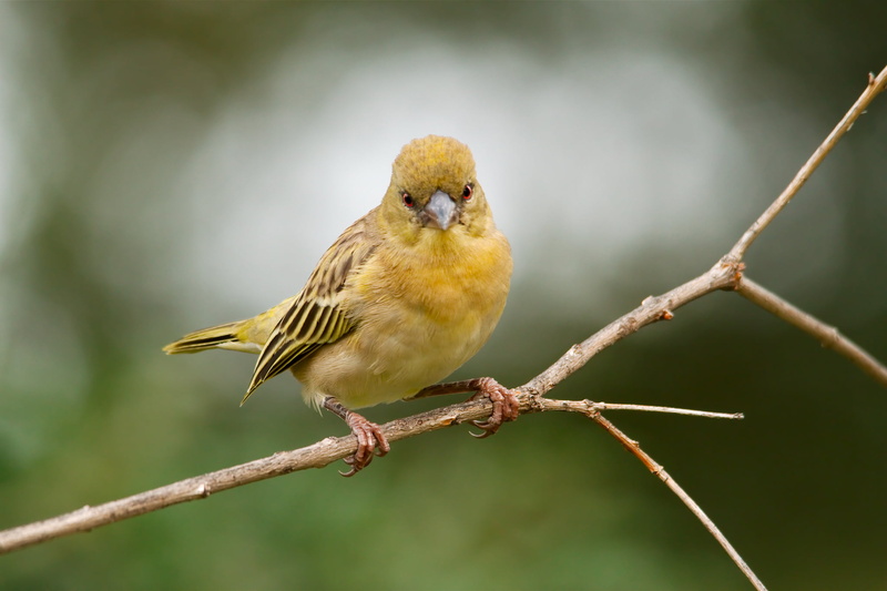 yellow, finch, Southern Masked Weaver, Ploceus velatus, Weaver  Birds, South  Africa, nature, 1080P, branch, beak, wildlife, bird, Yellow Finch, Nature  Photography