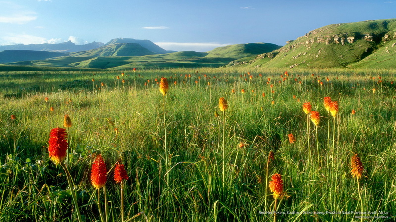 kwazulu, Africa, south, natal, 2K, southern, drakensberg, red, pokers, hot, province