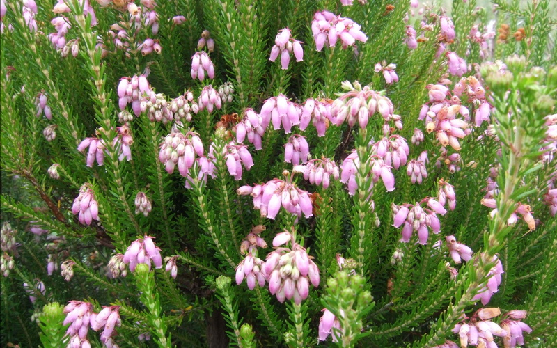 born, terminalis, africa, freshness, no people, day, 4K, flowering, plants, flower, erica, abundance, evergreen, north, plant, purple, flower head