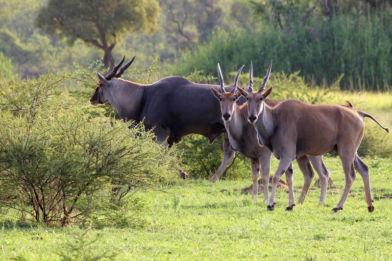 herbivorous, mammal, animal, domestic animals, africa, bush, day, vertebrate, outdoors, Wildlife, southern, wild, plant, animals in the wild, antelope