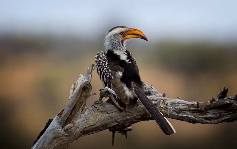 2K, Wild South Africa, Southern Yellow-billed Hornbill, Kruger National Park