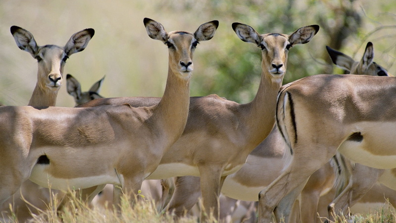 animal wildlife, herbivorous, herd, impala, standing, national Park, young, safari Animals, deer, savannah, large group of animals, africa, antelope, safari