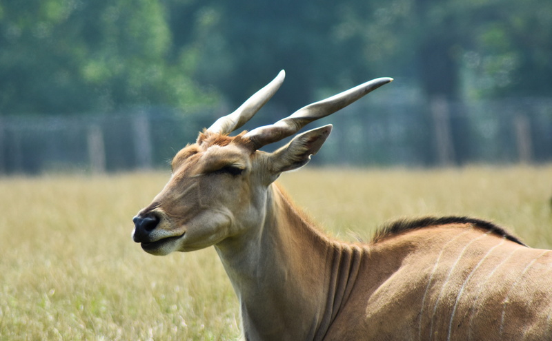 herbivore, tree, domestic animals, grazing, african, landscape, nature, profile view, animal, focus on foreground, one animal, horn, antelope, plant, beautiful