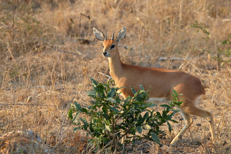 herbivorous, day, no people, southern, mammal, vertebrate, tourism, side view, hunt, kruger, kenya, focus on foreground, steenbok, bush, national, vacation