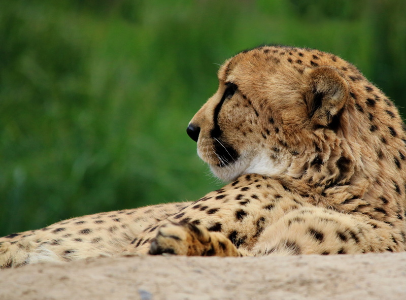 big cat, one animal, hunter, speed, animal, leopardo cazador, predator, animals in the wild, conservation, day, animal wildlife, cat, carnivora, acinonyx