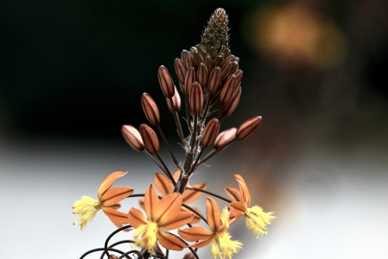 beauty in nature, petal, flowering plant, southern africa, orange color, no people, 4K, outdoors, close-up, botanical, flower, selective focus, nature
