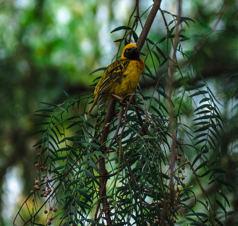 eagle, one animal, wings, southern masked weaver, animals in the wild, perching, low angle view, bird, tree, national, green color, focus on foreground