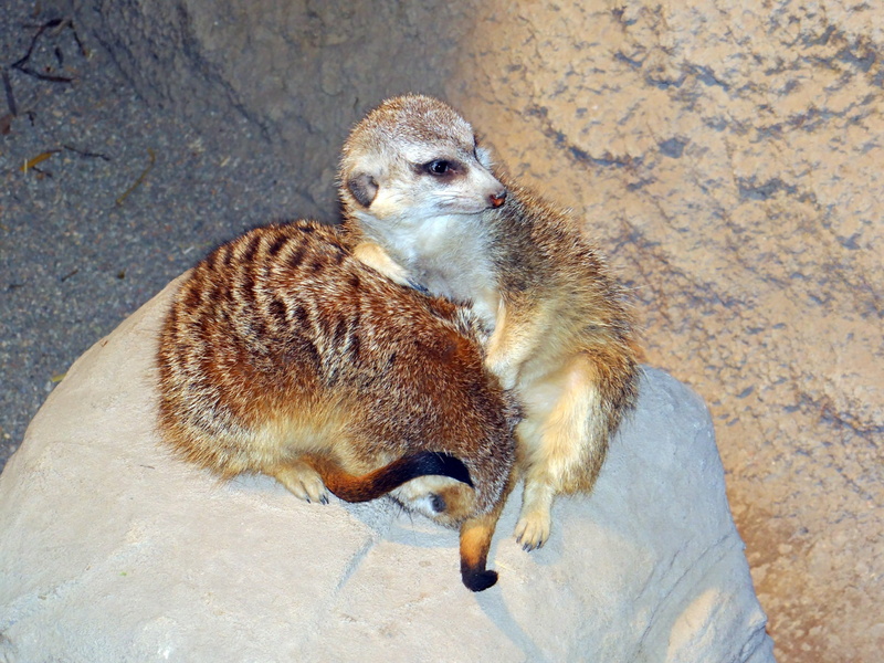 africa, outdoors, two animals, rock, 1080P, vertebrate, sitting, solid, animal wildlife, mammal, animals in the wild, rock - object, high angle view, animals