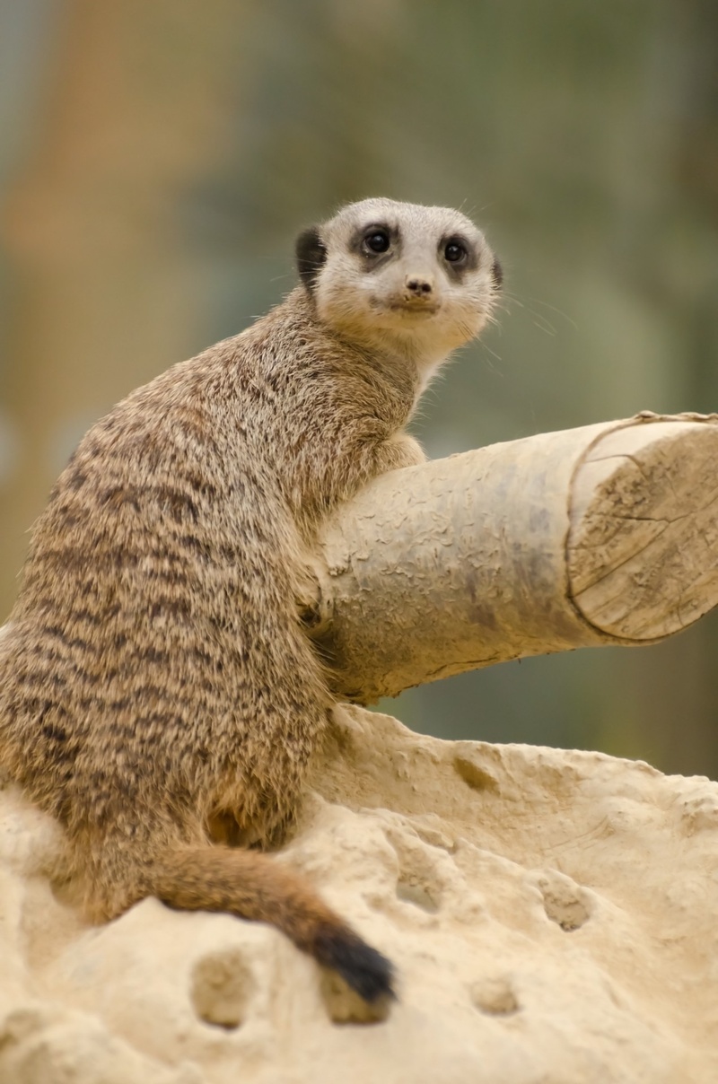 animal, rock - object, looking, watchful, portrait, one animal, suricata, wild, rock, focus on foreground, sitting, upright, mammal, south, cute, suricate