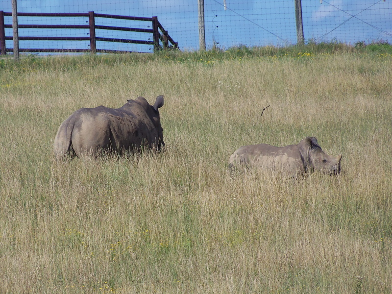 plant, safari, animals in the wild, group of animals, 4K, animal, livestock, fence, no people, southern white rhino, land, grass, africa, vertebrate, mother