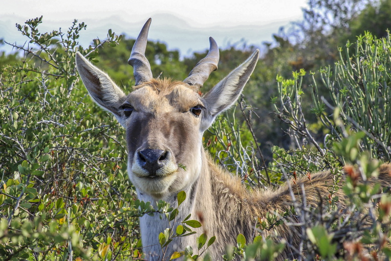 wild, deer, Eland, antler, domestic animals, herbivore, southern, big, bush, close-up, south, Animal, growth, outdoors, field, no people, land, 4K, portrait