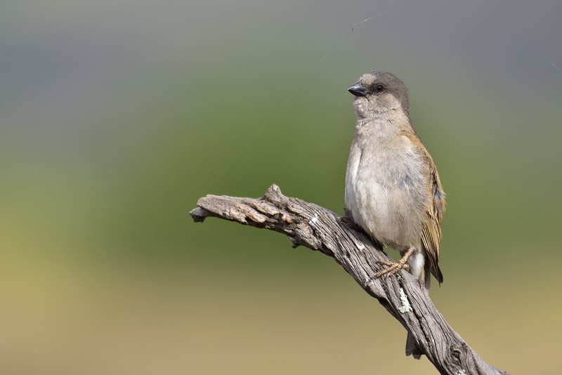 animal, grey, brown, depth of field, Southern grey-headed sparrow, nikon d750, daytime, birding, slabber, outdoors, southern, fauna, beak, bird, headed