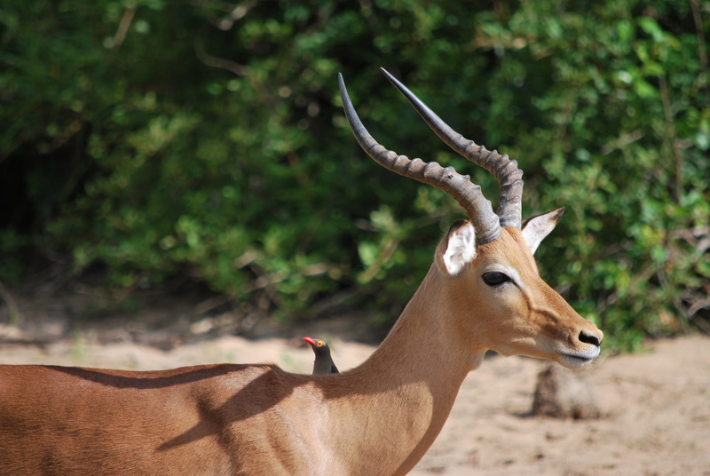 safari, animal, wildlife Reserve, nature, animal wildlife, animals And Pets, focus on foreground, outdoors, vertebrate, Savannah, wildlife, deer, safari Animals