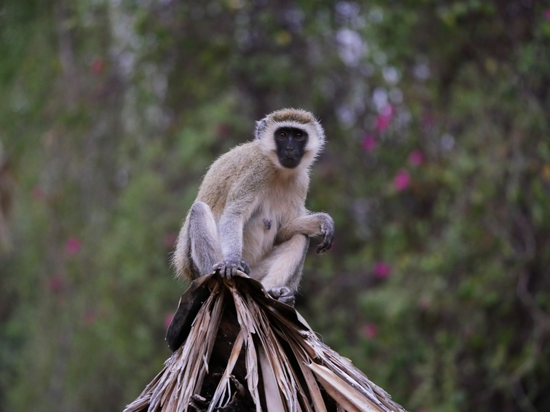 monkey, sitting, animals in the wild, plant, primate, monitor, attention, primates, chlorocebus pygerythrus, nature, animal wildlife, tree, southern green sea cat